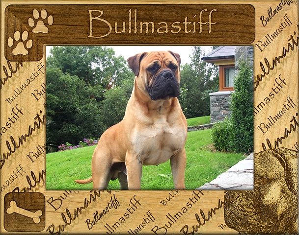 Picture of Giftworks Plus DBA0042 Bullmastiff- Alder Wood Frame- 3.5 x 5 In