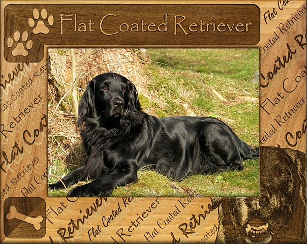Picture of Giftworks Plus DBA0077 Flat Coated Retriever- Alder Wood Frame- 3.5 x 5 In