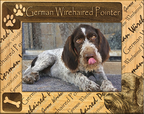 Picture of Giftworks Plus DBA0084 German Wirehaired Pointer- Alder Wood Frame- 3.5 x 5 In