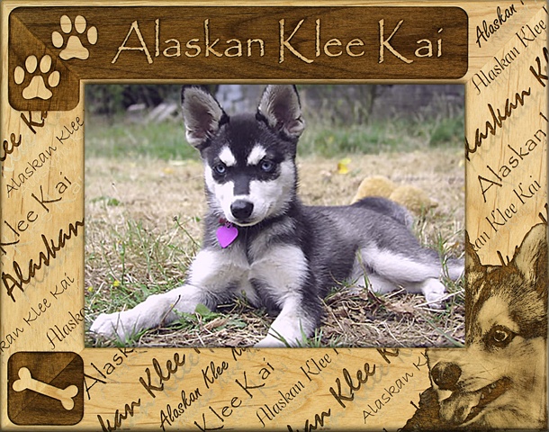 Picture of Giftworks Plus DBA0004 Alaskan Klee Kai- Alder Wood Frame- 8 x 10 In