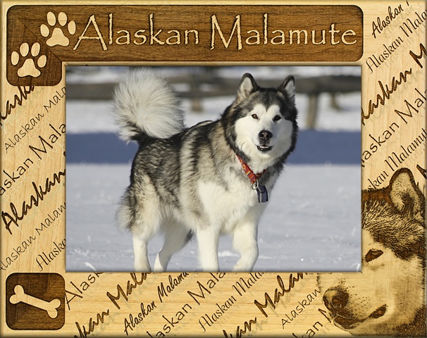 Picture of Giftworks Plus DBA0005 Alaskan Malamute- Alder Wood Frame- 8 x 10 In