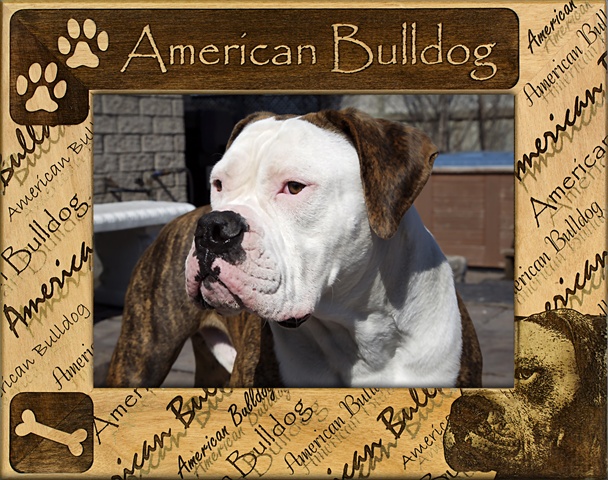 Picture of Giftworks Plus DBA0006 American Bulldog- Alder Wood Frame- 8 x 10 In