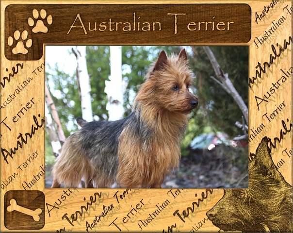 Picture of Giftworks Plus DBA0013 Australian Terrier- Alder Wood Frame- 8 x 10 In