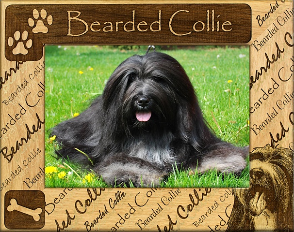 Picture of Giftworks Plus DBA0017 Bearded Collie- Alder Wood Frame- 8 x 10 In