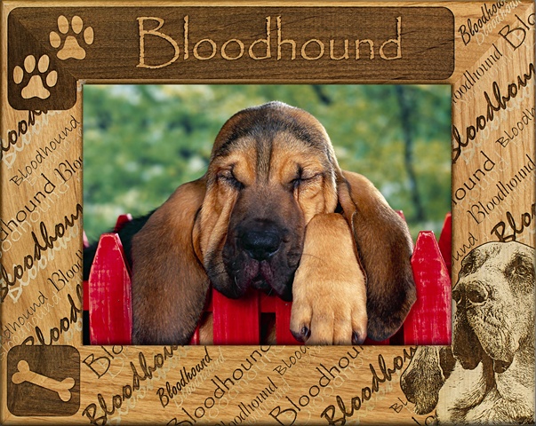 Picture of Giftworks Plus DBA0025 Bloodhound- Alder Wood Frame- 8 x 10 In