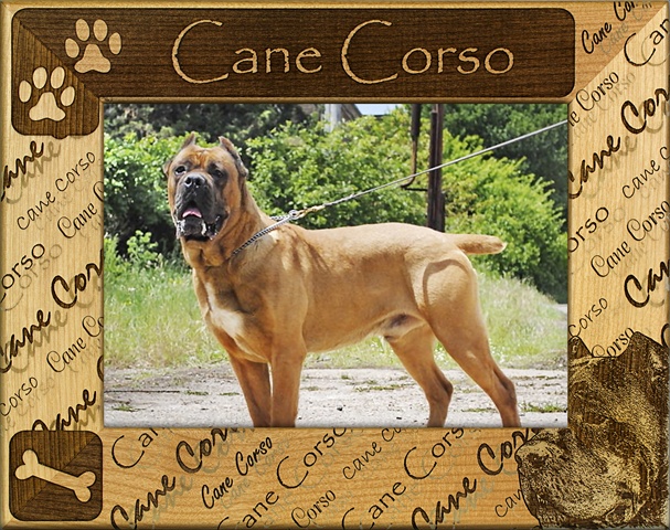 Picture of Giftworks Plus DBA0044 Cane Corso- Alder Wood Frame- 8 x 10 In