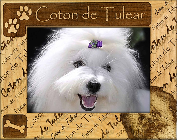Picture of Giftworks Plus DBA0062 Coton De Tulear- Alder Wood Frame- 8 x 10 In