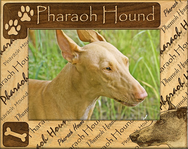 Picture of Giftworks Plus DBA0132 Pharaoh Hound- Alder Wood Frame- 3.5 x 5 In