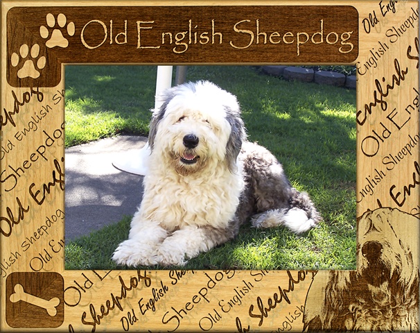 Picture of Giftworks Plus DBA0127 Old English Sheepdog- Alder Wood Frame- 4 x 6 In