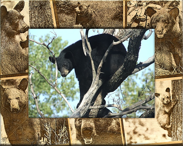 Picture of Giftworks Plus BRD0171 Black Bear- Alder Wood Frame- 4 x 6 In