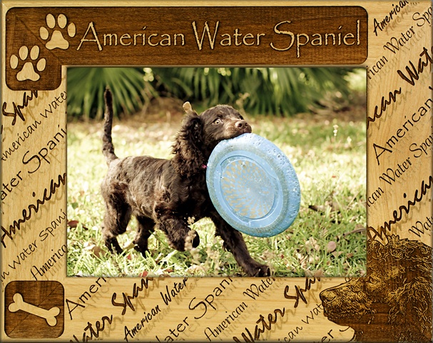 Picture of Giftworks Plus DBA0010 American Water Spaniel- Alder Wood Frame- 5 x 7 In