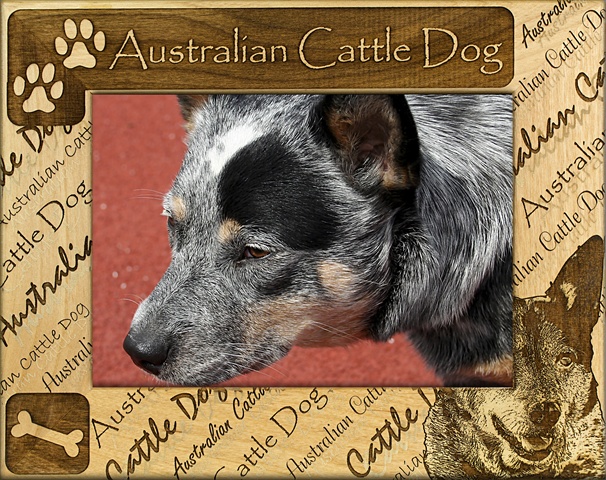 Picture of Giftworks Plus DBA0011 Australian Cattle Dog- Alder Wood Frame- 5 x 7 In