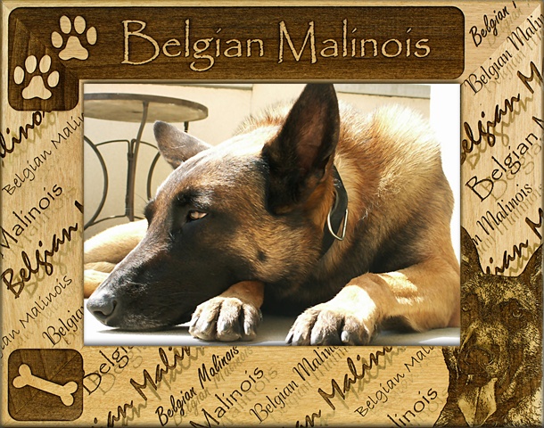 Picture of Giftworks Plus DBA0018 Belgian Malinois- Alder Wood Frame- 5 x 7 In