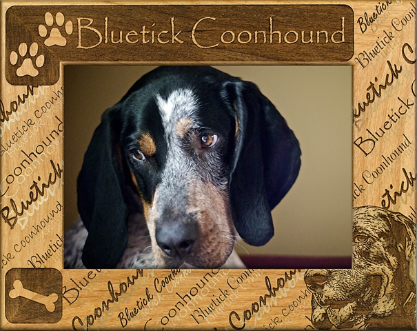 Picture of Giftworks Plus DBA0027 Bluetick Coonhound- Alder Wood Frame- 5 x 7 In