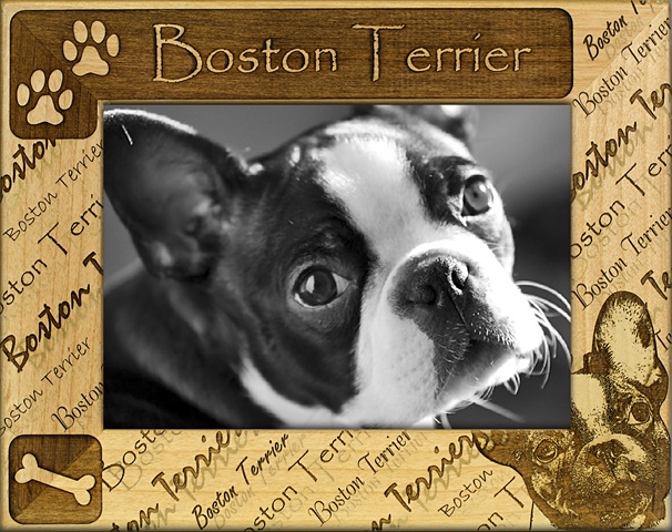 Picture of Giftworks Plus DBA0032 Boston Terrier- Alder Wood Frame- 5 x 7 In