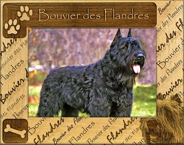 Giftworks Plus DBA0033 Bouvier Des Flandres, Alder Wood Frame, 5 x 7 In