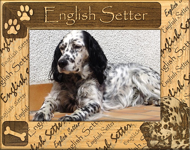 Picture of Giftworks Plus DBA0074 English Setter- Alder Wood Frame- 5 x 7 In