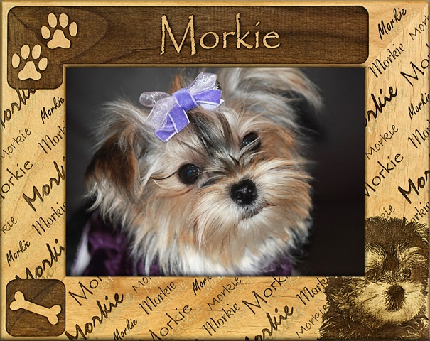 Picture of Giftworks Plus DBA0122 Morkie- Alder Wood Frame- 5 x 7 In