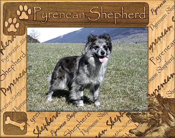 Picture of Giftworks Plus DBA0140 Pyrenean Shepherd- Alder Wood Frame- 5 x 7 In