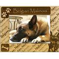 Giftworks Plus DBA0018 Belgian Malinois, Alder Wood Frame, 5 x 7 In Giftworks Plus DBA0018 Belgian Malinois, Alder Wood Frame, 5 x 7 In