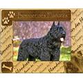Giftworks Plus DBA0033 Bouvier Des Flandres, Alder Wood Frame, 5 x 7 In Giftworks Plus DBA0033 Bouvier Des Flandres, Alder Wood Frame, 5 x 7 In