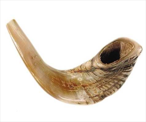 Picture of Holy Land Gifts 4874 Shofar Rams Horn B 15 In. 17 In.
