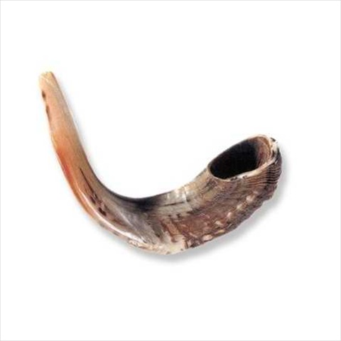 Picture of Holy Land Gifts 4875 Shofar Rams Horn C 12 In. 13 In.