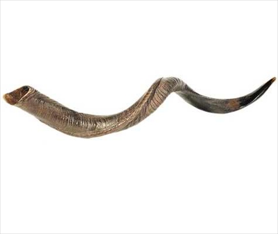 Picture of Holy Land Gifts 4880 Shofar Yemenite Large 36 In. 39 In.