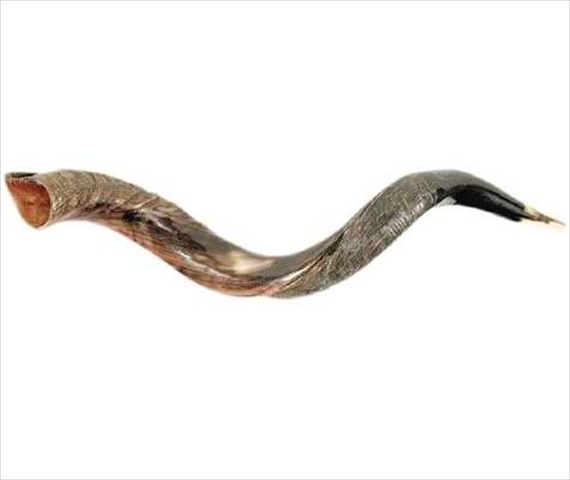 Picture of Holy Land Gifts 4886 Shofar Yemenite Small 26 In. 31 In.