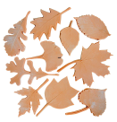Leaf Nature Impression Set 10