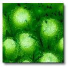 True Flow  Non-Toxic Crystal Magic Glaze- 1 Pint- Spotted Kiwi