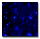 True Flow Non-Toxic Crystal Magic Glaze- 1 Pint- Celestial Blue