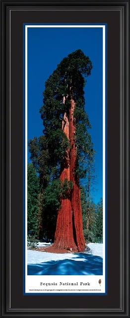SEQ1B Sequoia National Park Panoramic Picture - Vertical by James Blakeway