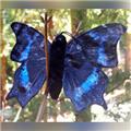 Sunny Toys FG7243 8 In. Finger Butterfly Morning Cloak Puppet Sunny Toys FG7243 8 In. Finger Butterfly Morning Cloak Puppet