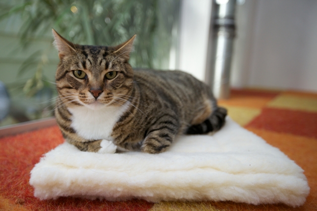 Picture of Purple Pebble KCM1520 15 x 20 in. Kitty Cuddle Mat
