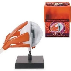 32370-EYE Bio Signs Eye Anatomy Model
