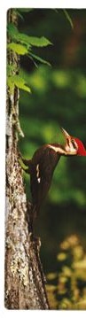 National Geographic 3-D Bookmark - Pileated Woodpecker