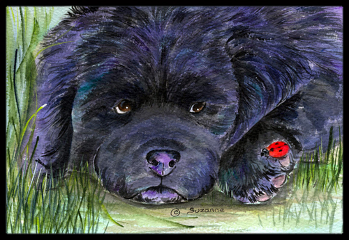 SS8272JMAT Newfoundland Doormat - 24 x 36 in.