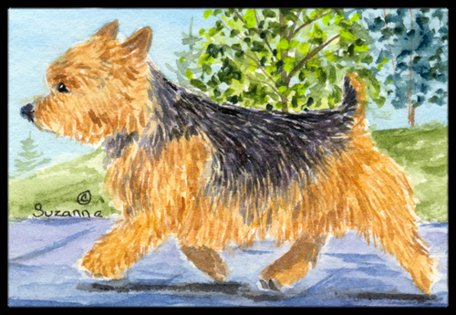 24 x 36 in. Norwich Terrier Indoor Or Outdoor Mat