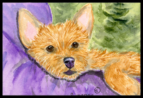 SS8898JMAT 24 x 36 in. Norwich Terrier Doormat