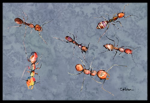 24 x 36 in. Ants Indoor Or Outdoor Doormat