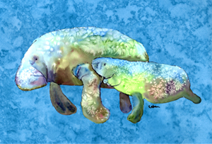 Carolines Treasures 8660PILLOWCASE Manatee Moisture Wicking Fabric Standard Pillowcase - 20 x 30 in.