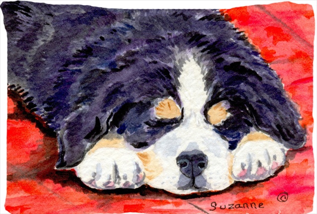 20.5 x 30 in. Bernese Mountain Dog Moisture Wicking Fabric Standard Pillowcase
