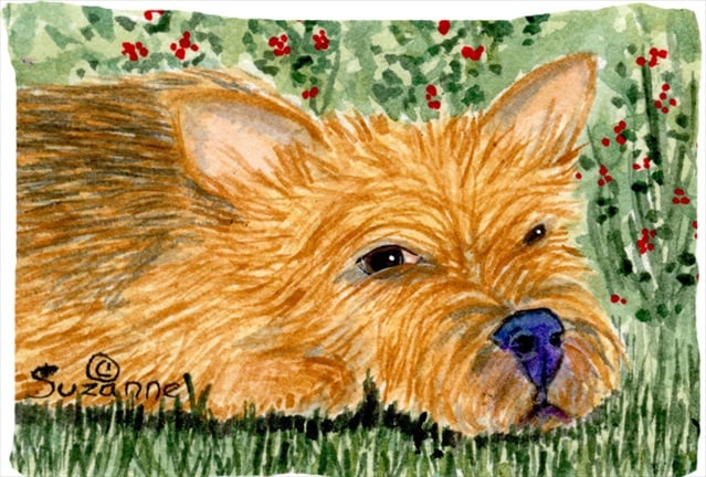 20.5 x 30 in. Norwich Terrier Moisture Wicking Fabric Standard Pillowcase
