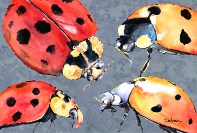Lady Bug Multiple Fabric Placemat