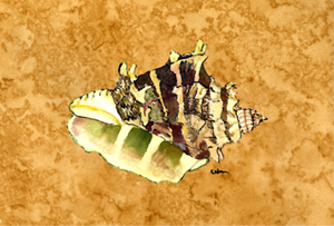 Shell Fabric Placemat