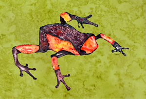 8689PLMT Frog Fabric Placemat