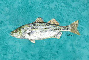 Fish Striped Bass Fabric Placemat