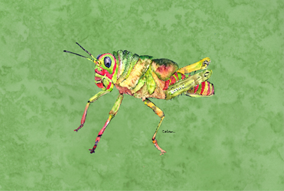 Grasshopper On Avacado Fabric Placemat