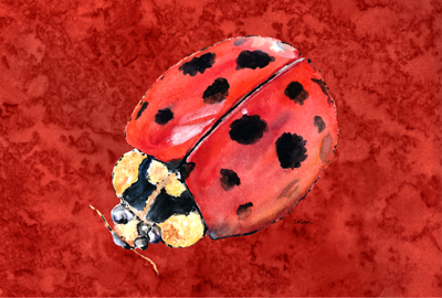 Lady Bug On Deep Red Fabric Placemat